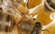 Alergie na včely