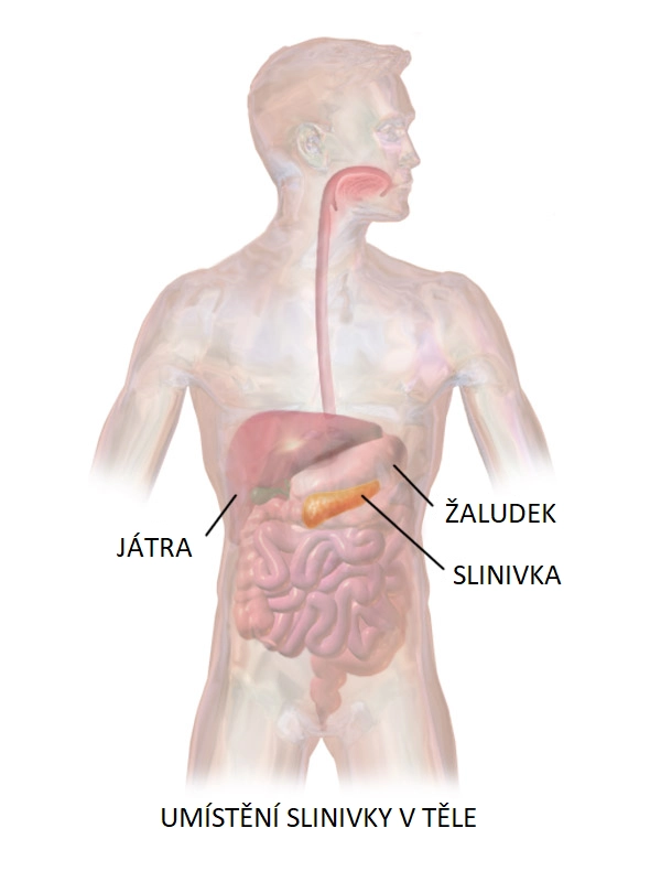 Umístění slinivky v těle